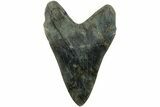 Realistic, 7.4" Carved Labradorite Megalodon Tooth - Replica - #202077-1